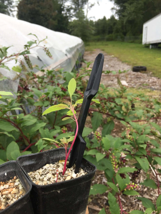 Small plant seedling with red stem in pot with black gardening tool; greenhouse and farm plants in background.
