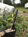 Small plant seedling with red stem in pot with black gardening tool; greenhouse and farm plants in background.