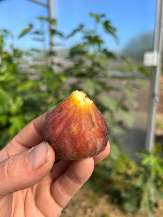 Hand holds a ripe, reddish-purple fig, freshly bitten to reveal juicy yellow flesh. Harvested from a sunny greenhouse.
