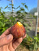 Hand holds a ripe, reddish-purple fig, freshly bitten to reveal juicy yellow flesh. Harvested from a sunny greenhouse.
