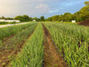 Thriving rows of organic onions and garlic crops in a farm field with irrigation, hoop houses, and trees.