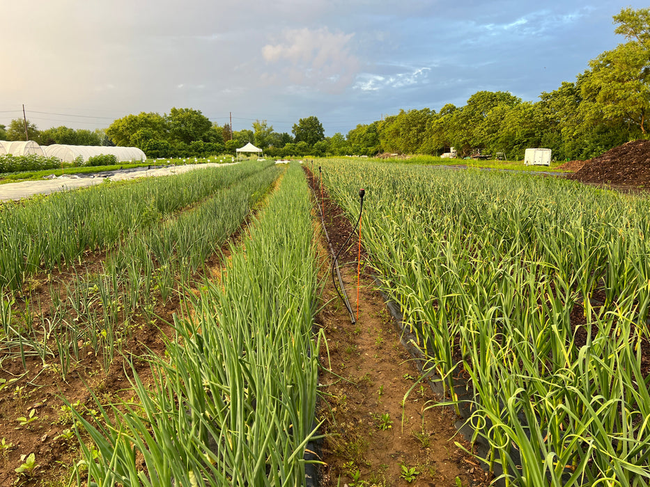 Thriving rows of organic onions and garlic crops in a farm field with irrigation, hoop houses, and trees.