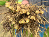 Hand holding freshly harvested new potatoes with roots and soil. Organic garden produce.
