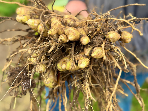 Hand holding freshly harvested new potatoes with roots and soil. Organic garden produce.