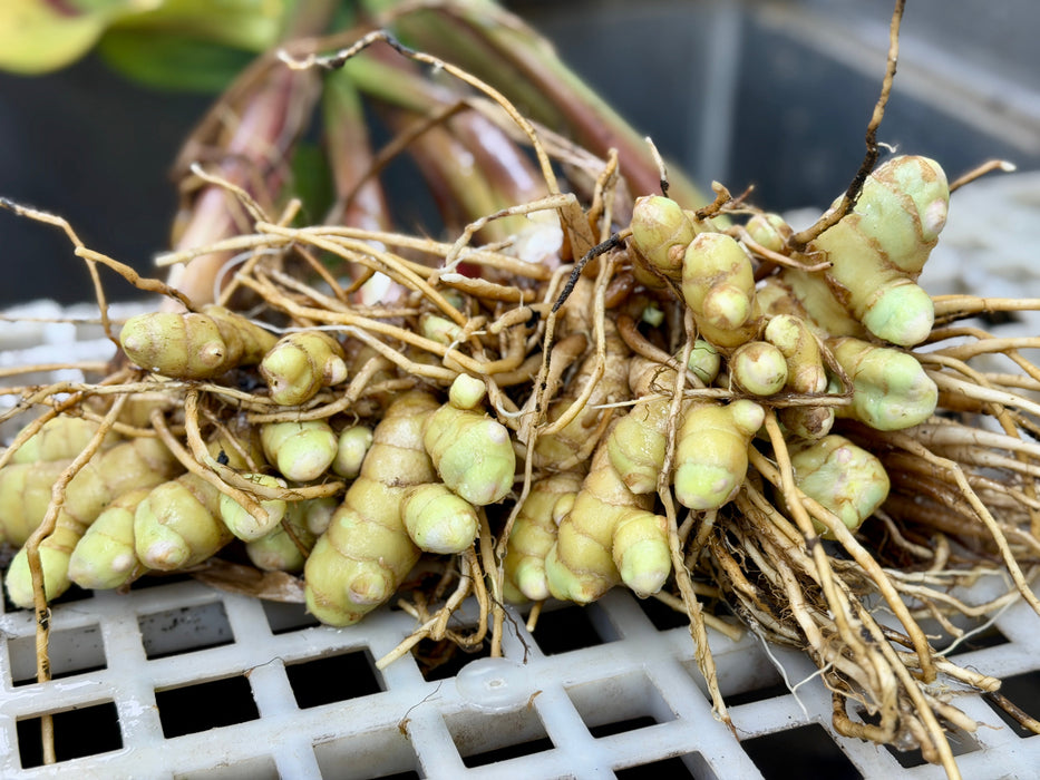 Freshly harvested young ginger rhizomes with roots on a white grid. Organic, raw ginger produce.