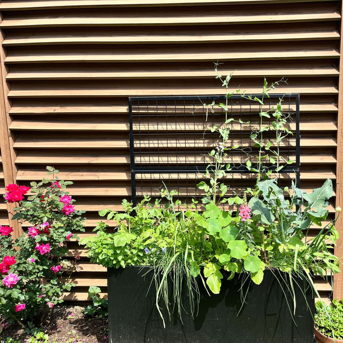 Black raised garden bed with climbing peas on trellis, mixed vegetables, herbs, pink roses, and wood fence.