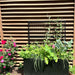 Black raised garden bed with climbing peas on trellis, mixed vegetables, herbs, pink roses, and wood fence.