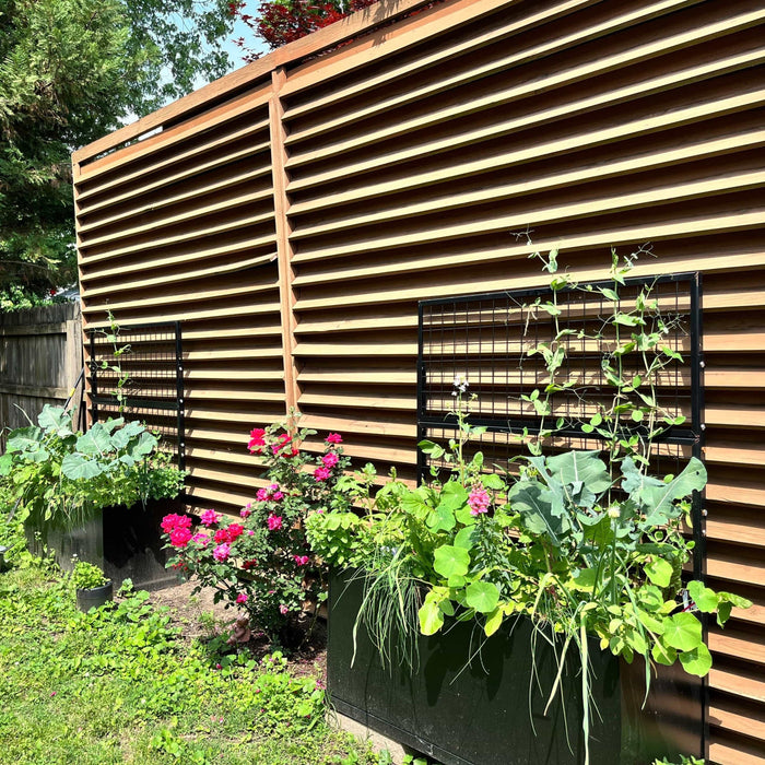 Outdoor wooden privacy screen with black raised garden planters featuring peas, broccoli, herbs, and blooming pink roses.