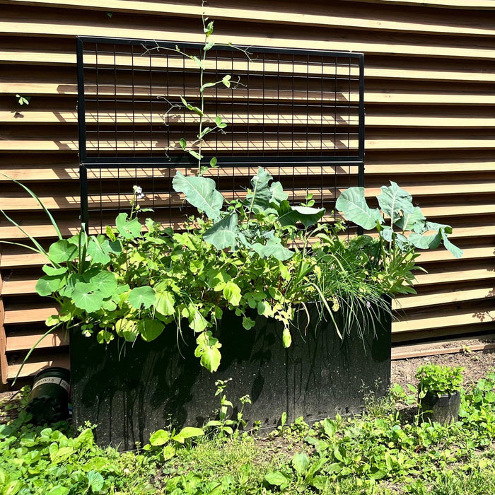 Black raised garden bed with metal trellis, growing peas, broccoli, nasturtiums, and chives against wood siding.