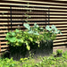 Black raised garden bed with metal trellis, growing peas, broccoli, nasturtiums, and chives against wood siding.