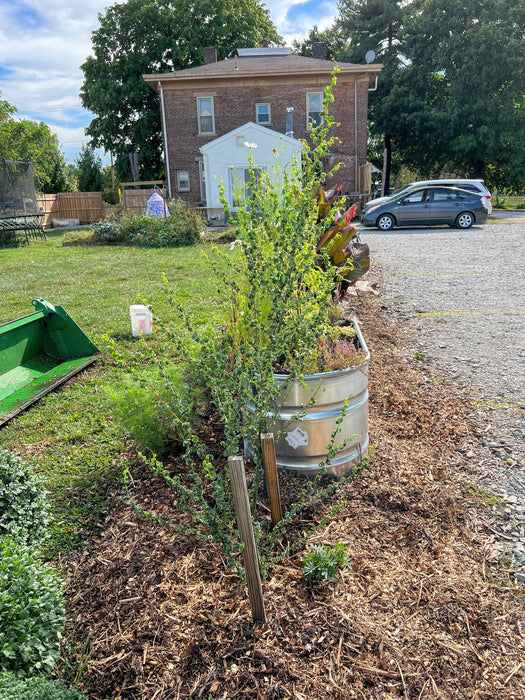 Raised garden bed with galvanized stock tank, unique curly-leaved plant, wood mulch, lawn, brick house, gravel drive.