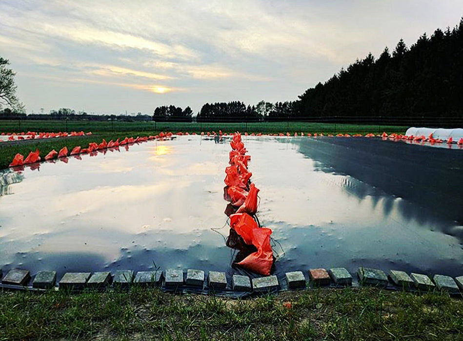 Farm field with black plastic mulch secured by orange sandbags, bricks, reflecting sunset. Crop growing.