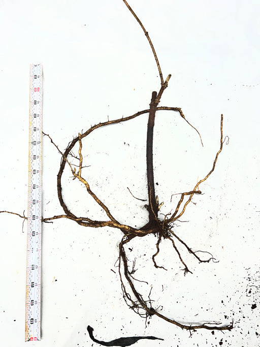 Detailed plant root structure with a prominent main root and branching fibrous roots, measured by a tape on white.