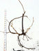 Detailed plant root structure with a prominent main root and branching fibrous roots, measured by a tape on white.