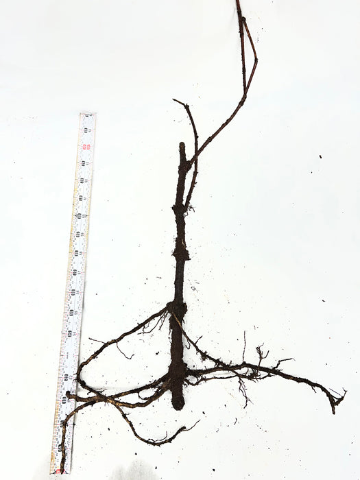 Bare root tree seedling with developed root system, 17 inches tall, measured by tape on white.