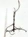 Bare root tree seedling with developed root system, 17 inches tall, measured by tape on white.
