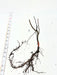 Bare root plant with reddish stem and extensive brown root system, measured by tape on white.