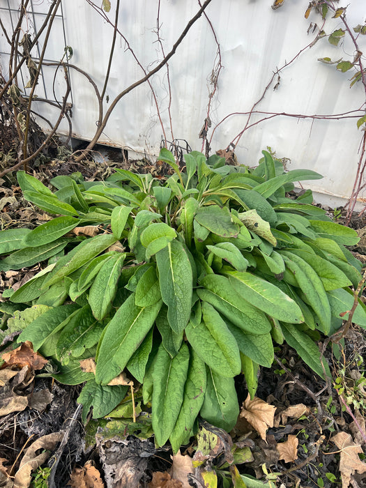 Comfrey plant with large green leaves in a garden bed. Dry foliage and bare branches surround it against a white wall.