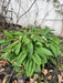 Comfrey plant with large green leaves in a garden bed. Dry foliage and bare branches surround it against a white wall.
