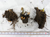 Three soil-covered plant roots with green sprouts, measured on white background. Useful for botany, plant identification, gardening.