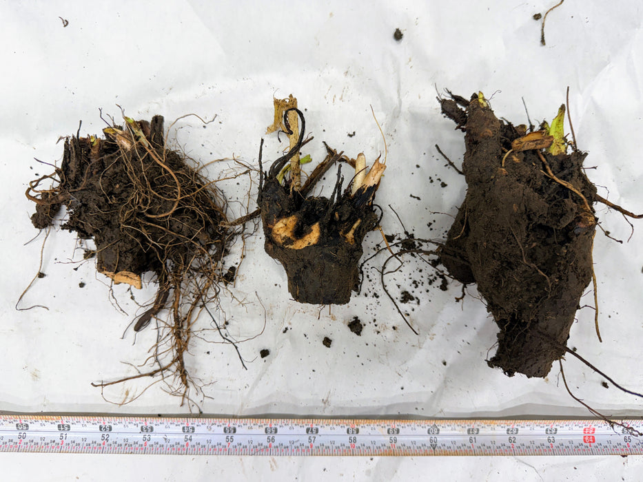 Three soil-covered plant roots with green sprouts, measured on white background. Useful for botany, plant identification, gardening.
