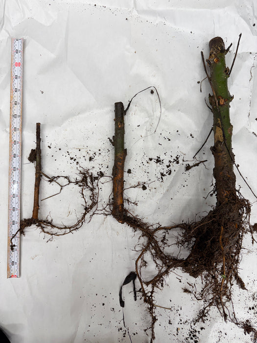 Three bare-root plant cuttings with developed root systems and a measuring tape on white.
