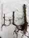 Three bare-root plant cuttings with developed root systems and a measuring tape on white.