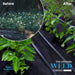 Effective weed control: Before shows wild weeds, After features healthy crops growing on black geotextile fabric with irrigation.