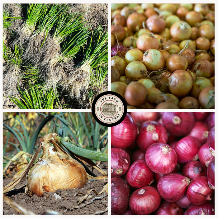 Diverse onion harvest: green onion starts, golden onion growing, piles of fresh red and yellow onions from the farm.