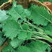 Freshly harvested dark green collard greens in a woven basket. Organic healthy produce.