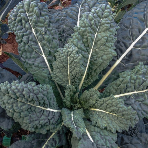 Dark green, deeply textured Lacinato kale leaves with prominent white veins. Fresh garden vegetable.