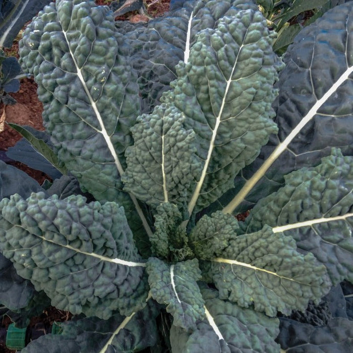 Dark green, deeply textured Lacinato kale leaves with prominent white veins. Fresh garden vegetable.