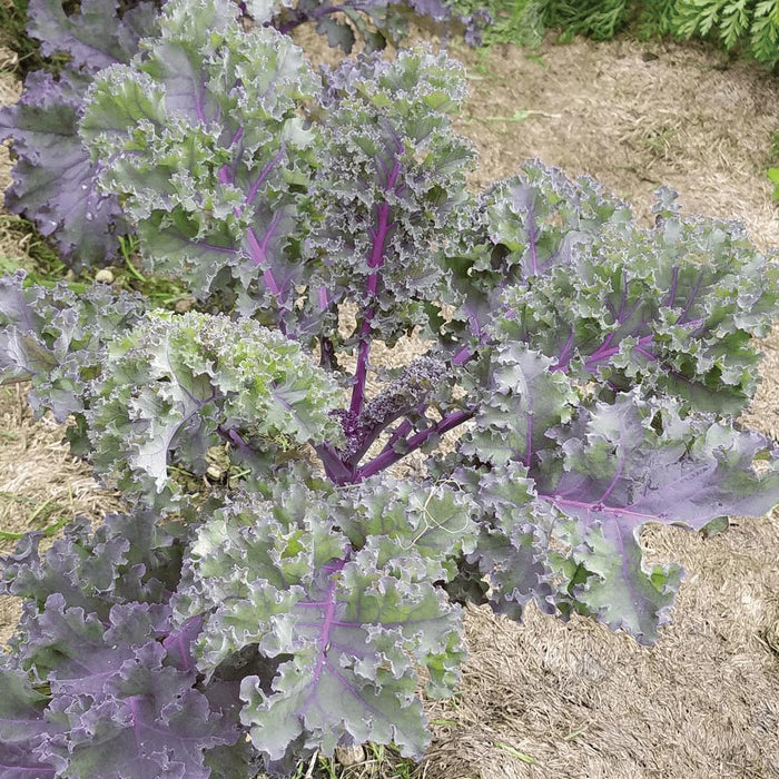 Red Russian kale plant with vibrant green and purple ruffled leaves in a garden.