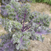 Vibrant purple and green curly kale plant in a garden bed.