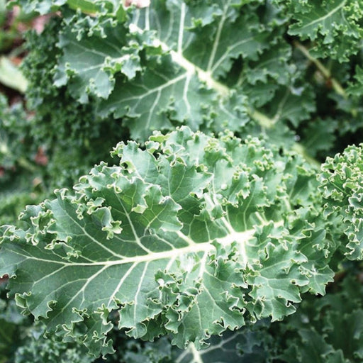 Healthy, dark green curly kale plant with textured leaves and light veins. Fresh garden vegetable.