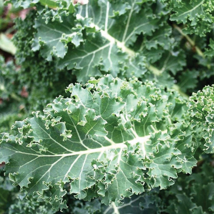 Healthy, dark green curly kale plant with textured leaves and light veins. Fresh garden vegetable.