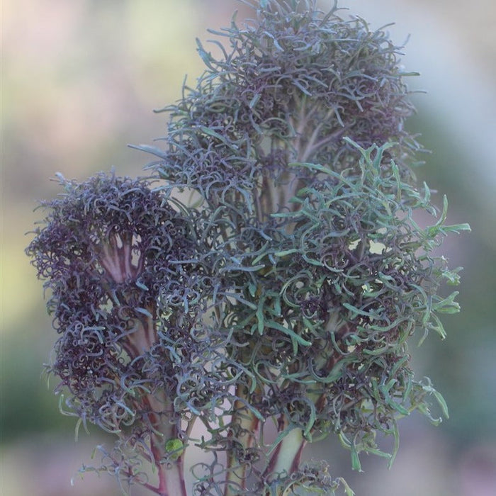 Vibrant ornamental kale plant with tightly curled purple and green leaves.