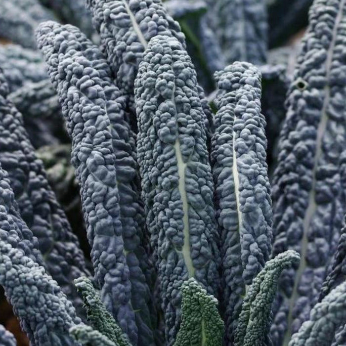 Heavily textured dark green Lacinato kale leaves, also known as Dinosaur or Tuscan kale. Fresh healthy vegetable.