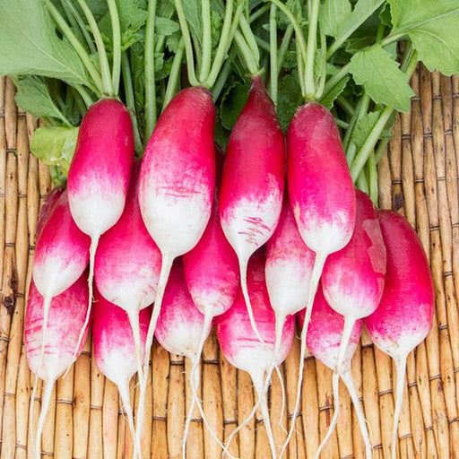 Fresh red and white radishes with green tops on a natural bamboo mat. Healthy garden vegetables.