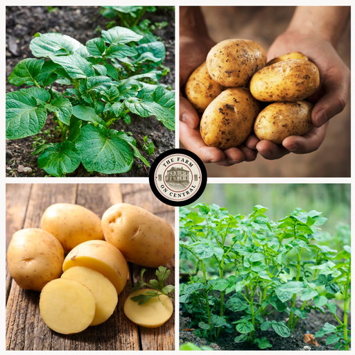 Green potato plants growing, fresh harvested potatoes in hands, and raw potatoes sliced on wood.