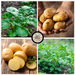 Green potato plants growing, fresh harvested potatoes in hands, and raw potatoes sliced on wood.