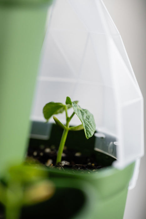 Green seedling in a pot under a clear plant dome. Ideal for seed starting, plant growth, and indoor propagation.