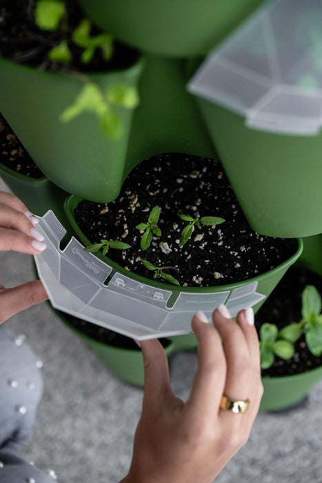 Hands placing clear watering tray into a GreenStalk vertical garden with young green seedlings.