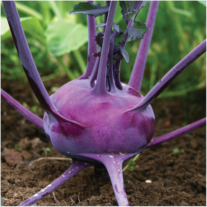 Fresh purple kohlrabi vegetable plant, showcasing its distinctive swollen stem and green leaves in healthy garden soil.