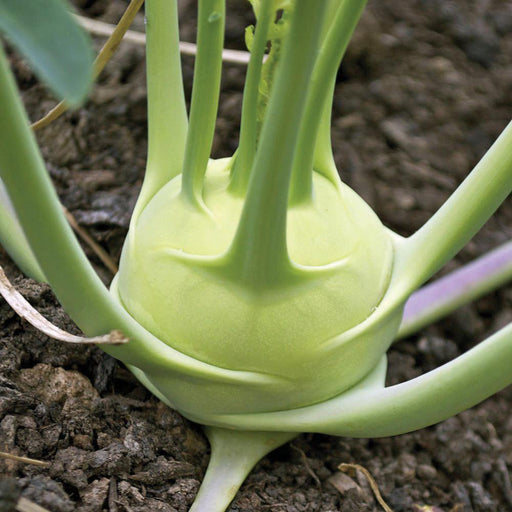 Pale green kohlrabi bulb and stems growing in dark garden soil. Fresh vegetable plant.
