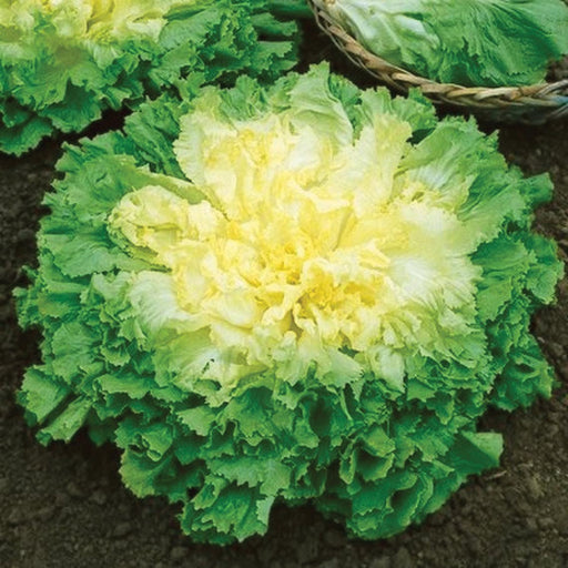 Fresh escarole lettuce with vibrant yellow center and ruffled green outer leaves in dark garden soil.