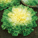 Fresh escarole lettuce with vibrant yellow center and ruffled green outer leaves in dark garden soil.
