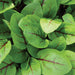 Fresh red-veined sorrel leaves, vibrant green with striking dark red veins.