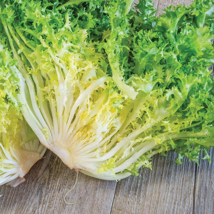 Crisp frisée lettuce with green and yellow curly leaves on a rustic wooden surface. Fresh chicory for healthy salads.