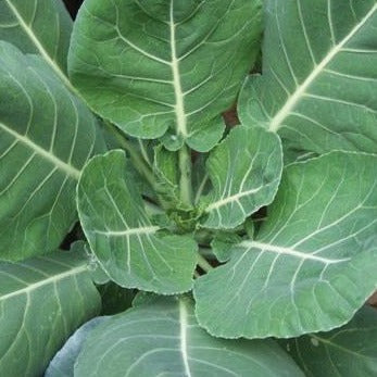 Young collard greens plant with large green leaves and white veins. Healthy garden vegetable.
